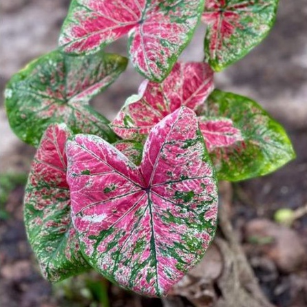 Caladium h37/uncle marley