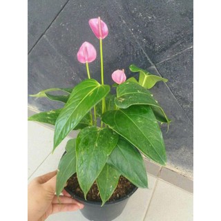 Tanaman Hias Bibit Bunga Anthurium Mini Shopee Indonesia