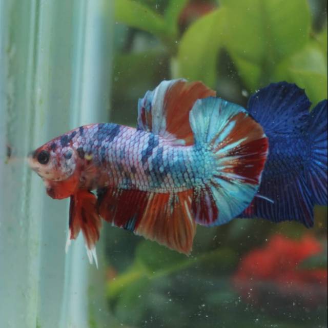 Ikan Cupang Nemo Emerald