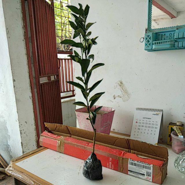 Bibit Jeruk Nagami