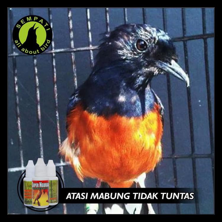 Promo Super Ngurak Super Kicau Vitamin Burung Penumbuh Bulu Ngurak Barang Berkualitas