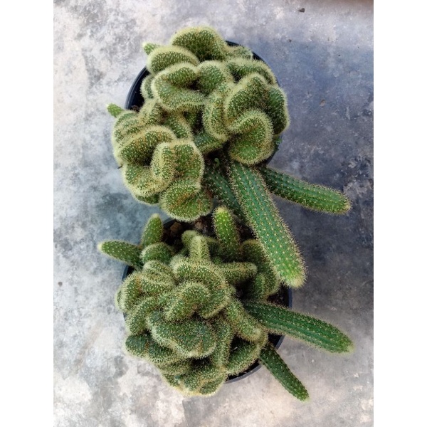 Kaktus Babat Import besar on pot 17cm full/kaktus ownroot/kaktus murah