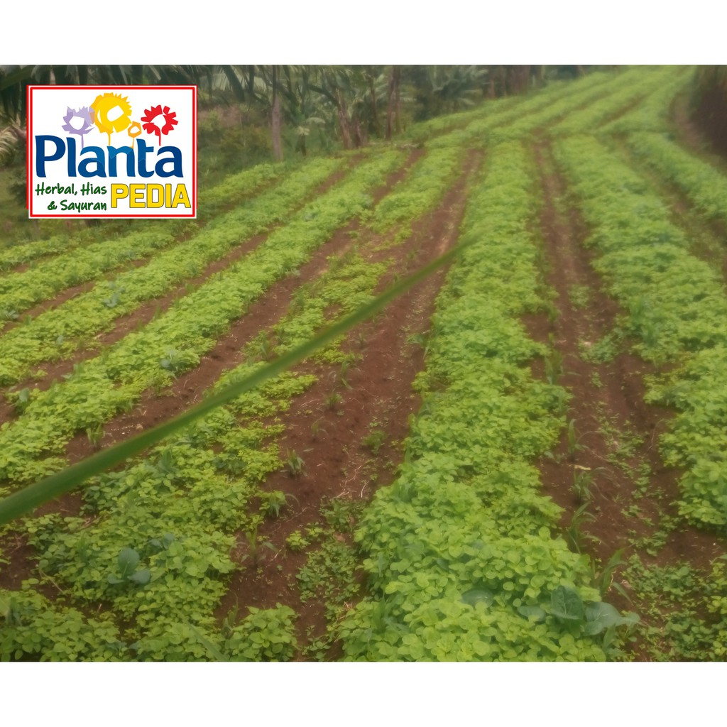 

BAYAM SAYURAN SEGAR MAKANAN SEGAR MINUMAN DIET SEHAT JANTUNG IBU HAMIL BAYI BALITA ANAK