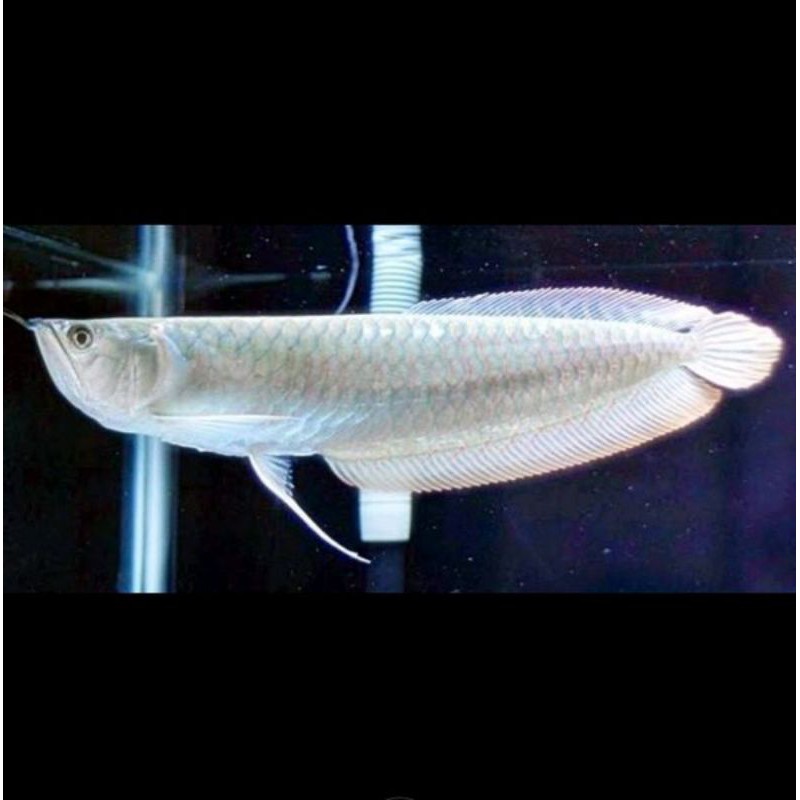 Ikan arwana silver red brazil ukuran 18-20cm, ekor merah permanen dan KUALITAS TERJAMIN..180-200rb