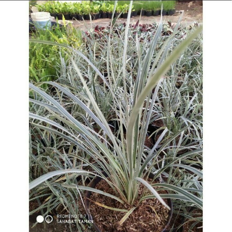 Tanaman Ekor Kuda Putih - Tanaman Hias Ekor Kuda Tanaman Alang Alang Putih