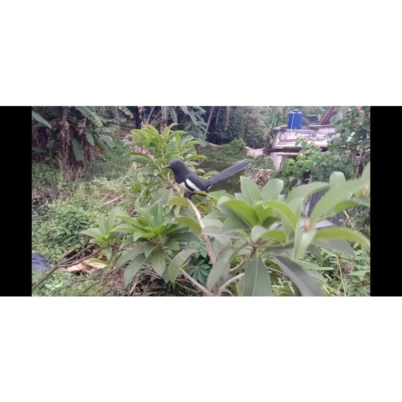 Replika/ jontrot/ patung/  burung kacer