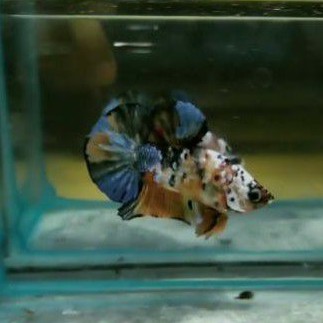 IKAN HIAS CUPANG MURAH - MALE Multycolour Gold