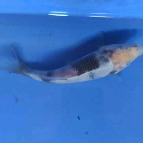 ikan koi Bekko anakan Import breeder terkenal di BK Blitar tategoi