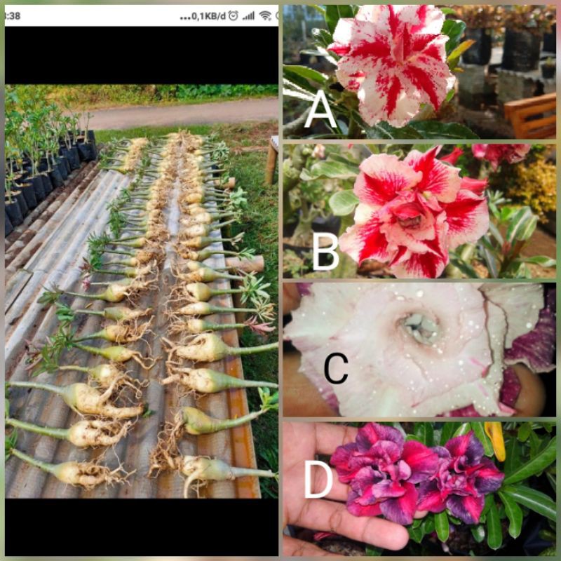paket 4 batang adenium tumpuk/adenium grafting