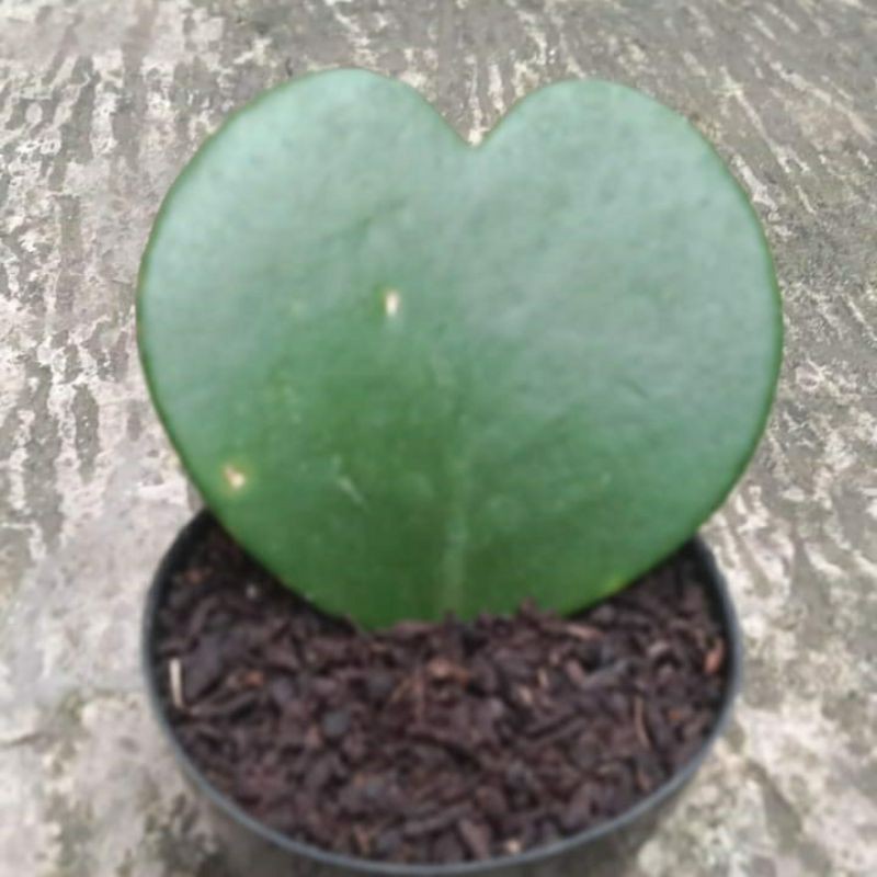 love hoya/hoya kerrii