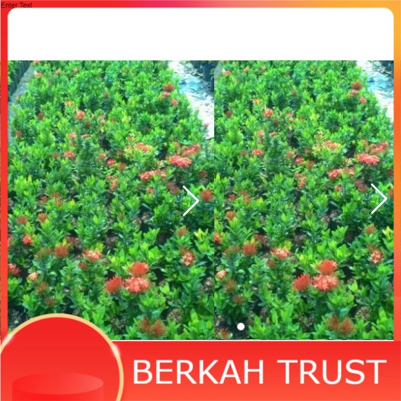 soka merah tanaman hiasa soka bunga merah
