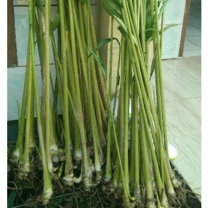 Bibit KAPULAGA INDIA /HIJAU perpohon jenis cardamon dan malabar