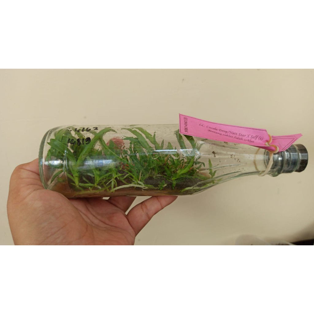 Bibit Bunga Anggrek Catleya