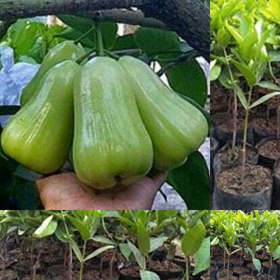 tanaman jambu air super green