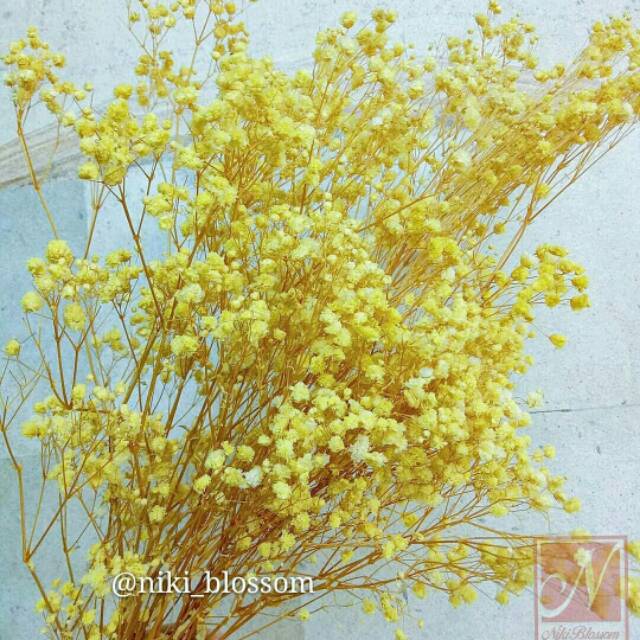 

Preserved Baby Breath