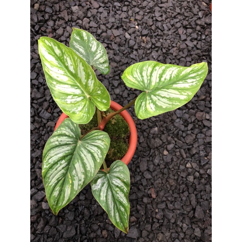 philodendron mamei