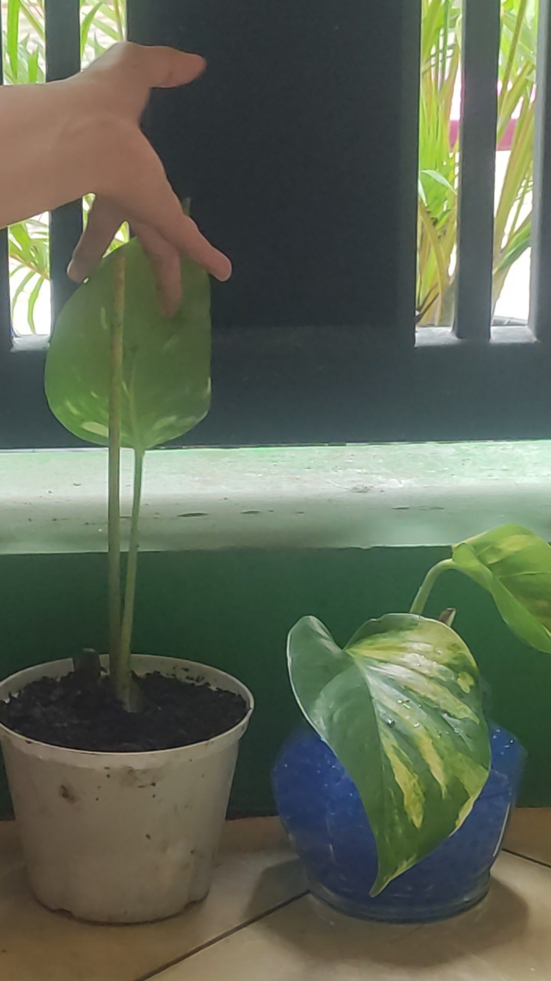 Sale ❗❗ Bibit Sirih Gading Jumbo