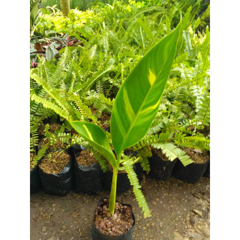 Tanaman pisang heliconia varigata kuning