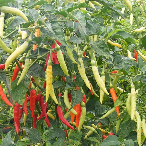 Benih Bibit Biji - Cabai Rawit Merah Pedas F1 Cabe Setan Lombok Rawit TIPE MERUNDUK Pepper Seeds - Panen Dalam 90 Hari  - Paket Hemat Terlaris Termurah di Shopee