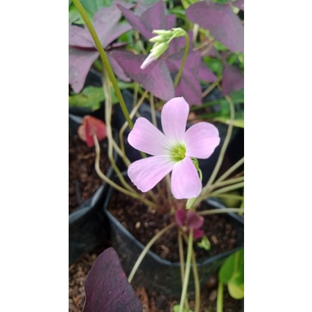 oxalis ungu