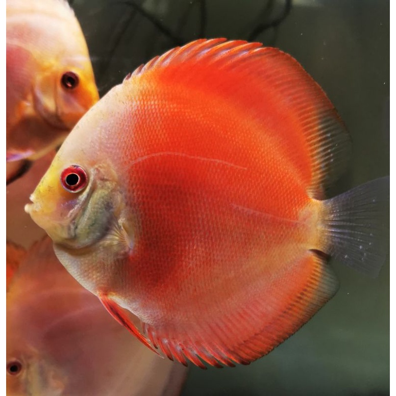Ikan hias Discus Red Melon RM ukuran 4 inch an, ikan asli seperti foto, ud bs makan burger vibrabite