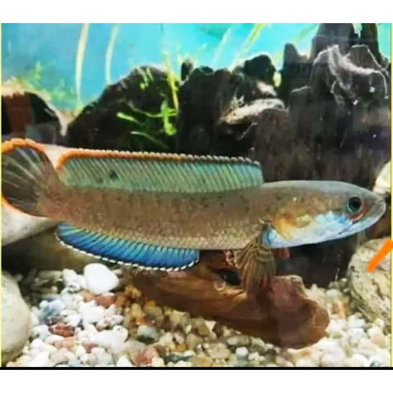 ikan hias predator chana limbata gachua /gabus rawa