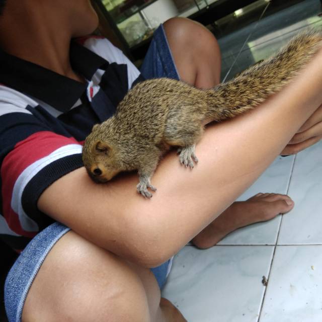 Tupai jinak