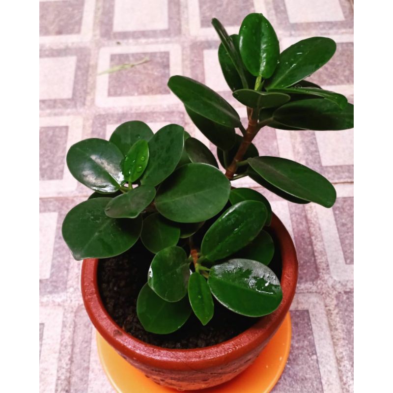 { BISA COD } tanaman hias beringin dollar bibit bonsai beringin korea beringin dollar