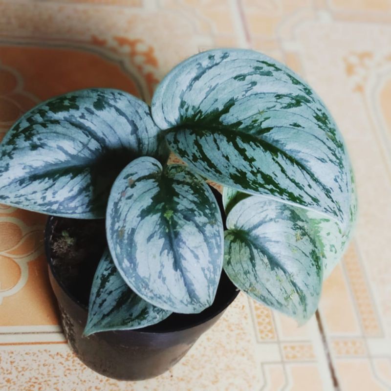 scindapsus exotica jungle / scindapsus