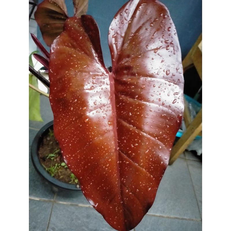 philodendron black majesty / pilodendron black majesty