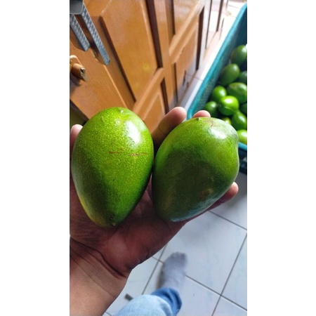 

Buah Alpukat Mentega Muria 1 KG Fresh Avocado Fruits Grade C