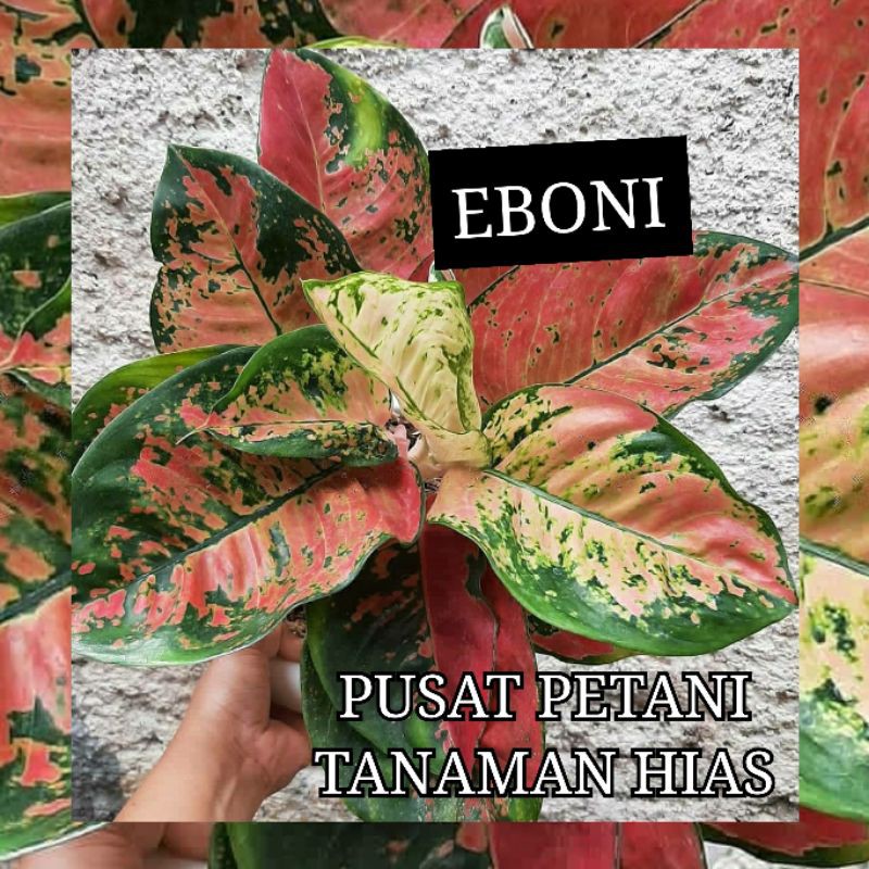 Bibit aglonema bonggol Eboni