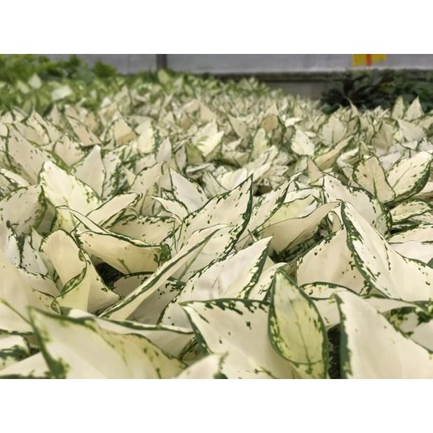 

Bonggolan Aglonema Super White Culture Spesial - Bibit Aglonema
