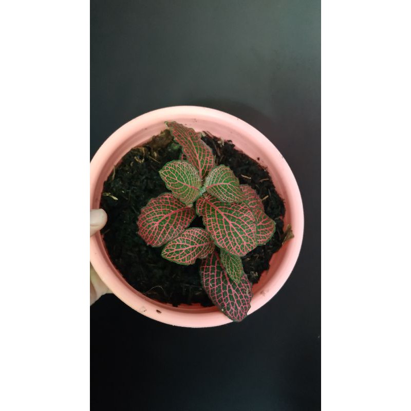 

Fittonia