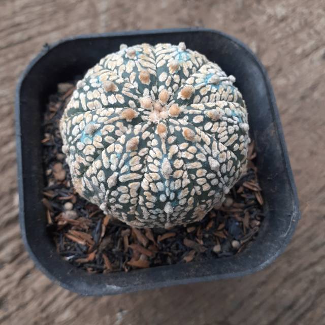 Asterias super kabuto