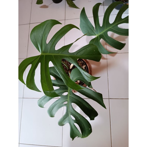 monstera brazilian