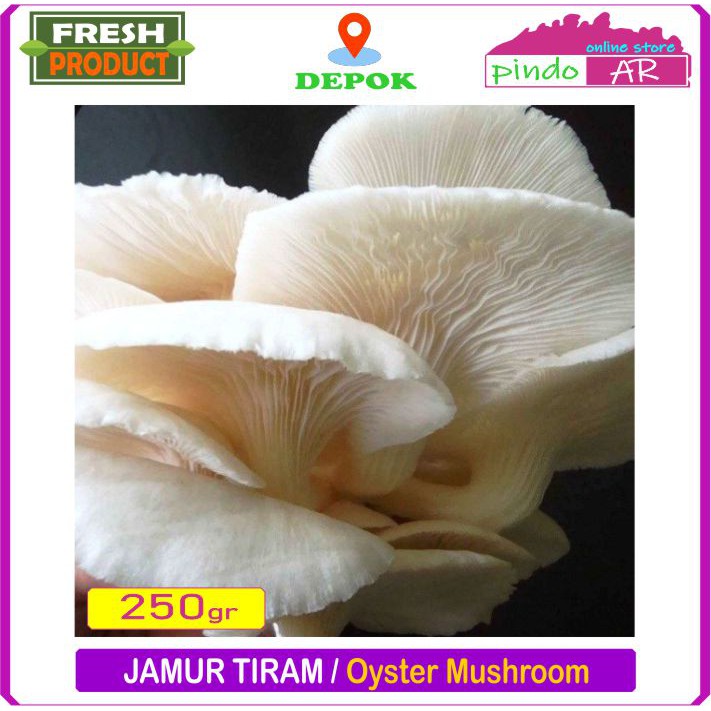 

JAMUR TIRAM SEGAR / OYSTER MUSHROOM FRESH 250 GRAM