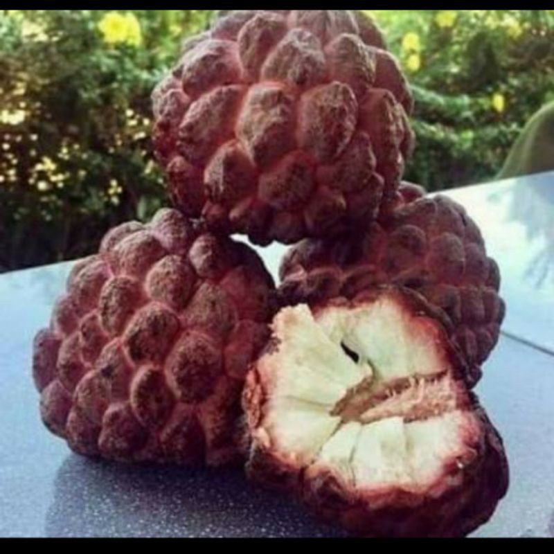 

BUAH SRIKAYA MERAH-WULUNG PER pcs