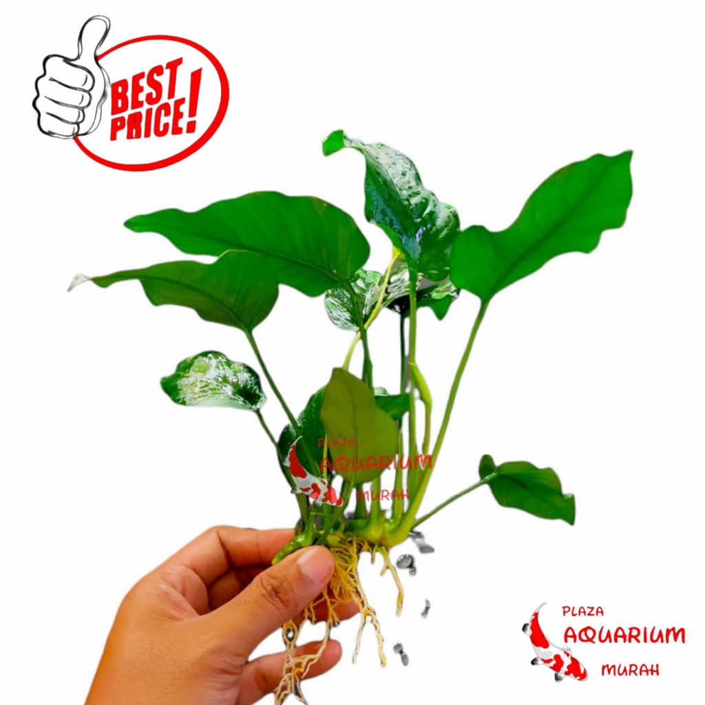 Tanaman aquascape Anubias Barteri var Nana L