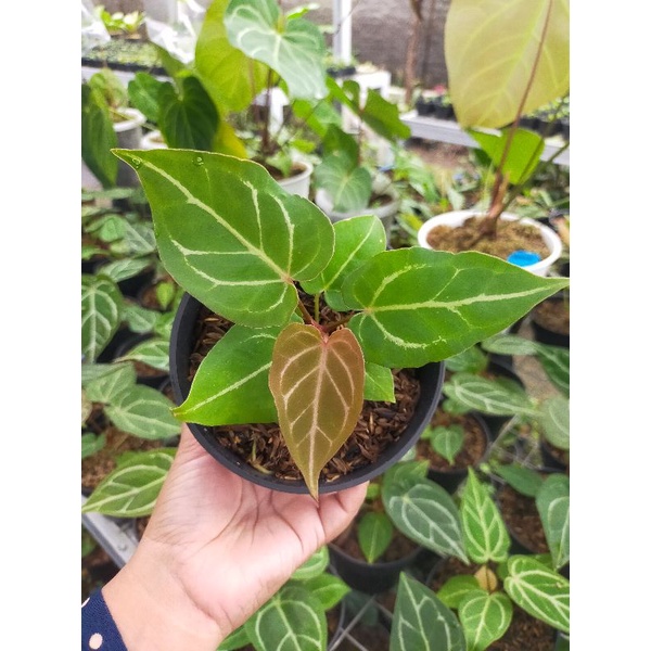 anthurium red of java