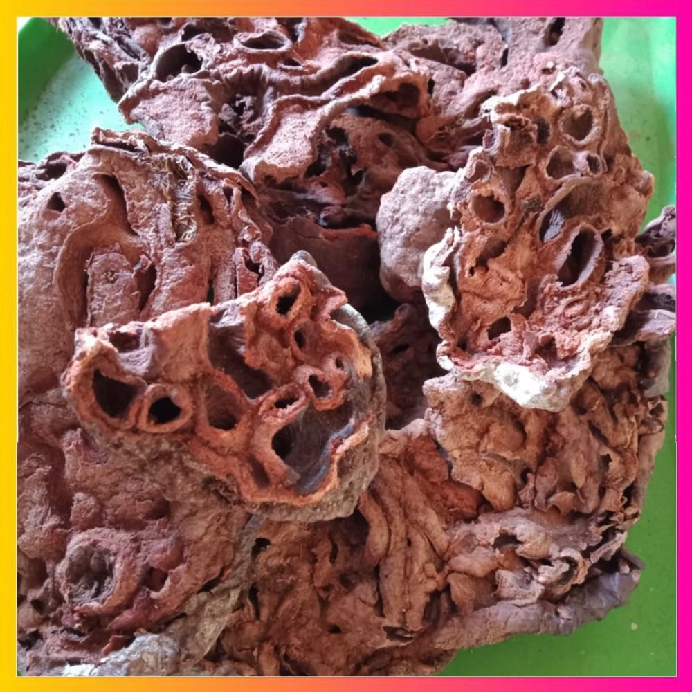 

Promo Murah OMH Terlaris [250g] Kering Sarang Semut Papua