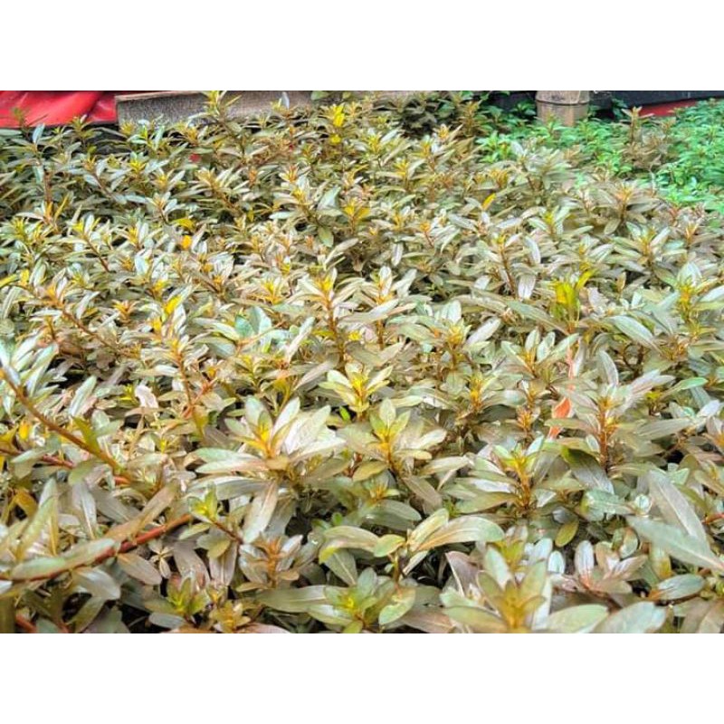 stemplant aquascape ludwigia inclinata brown