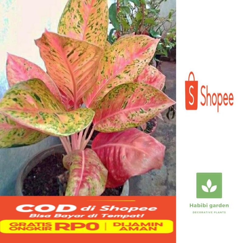 Tanaman aglonema bigroy / Bunga daun rimbun bigroy / termurah aglonema