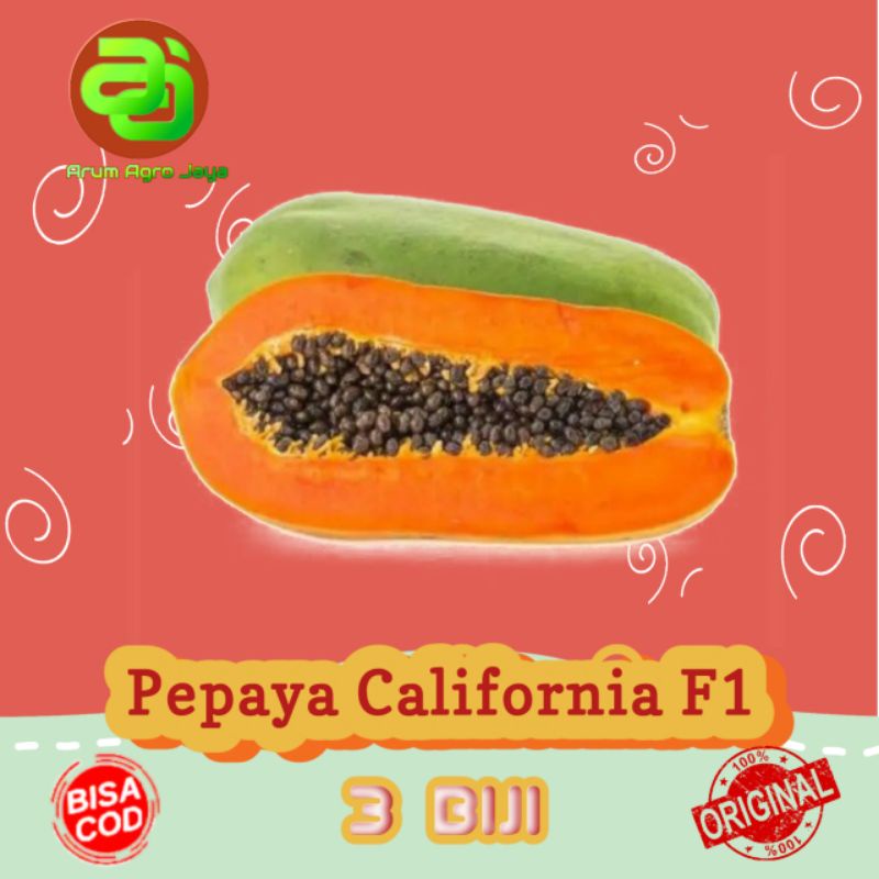 Benih bibit biji PEPAYA CALIFORNIA F1 3 biji