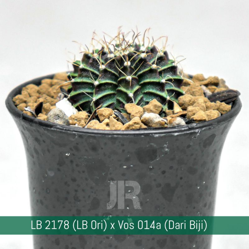 LB 2178 (LB ORI) X Vos 014a (Dari Biji)