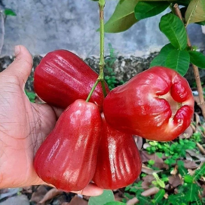 Bibit Jambu Air Citra Merah Super Manis Okulasi Cepat Berbuah (Jaminan Original)