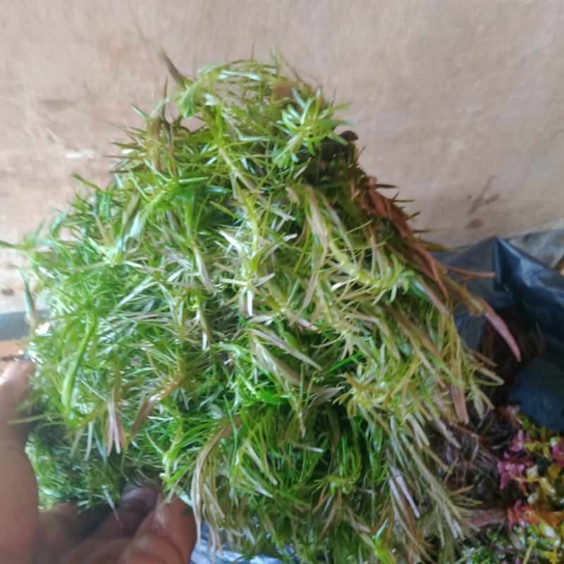

rotala manjasan hiasan uqurium