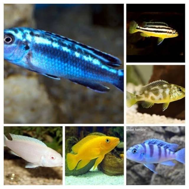 Ikan Hias Air Tawar Paket Cichlid Mini Usa Aquarium Aquascape Shopee Indonesia