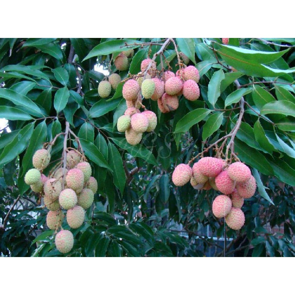 Benih Bibit Buah Bibit Tanaman Buah Leci Ungu Pelangi Tricolor Langka *_$1