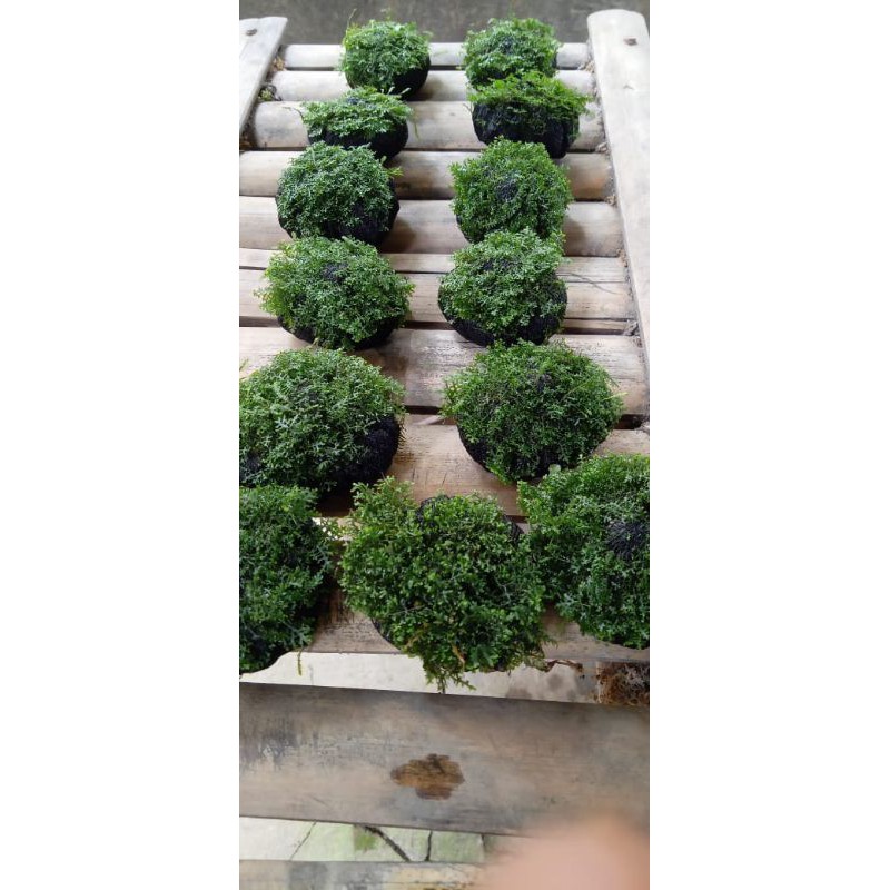 Mos Ricardia media wabikusa